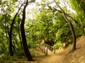Footpath with wooden bridge through a mysterious forest. Fisheye image Royalty Free Stock Photo