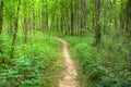 Footpath in the woods