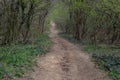 Footpath in the woods in spring