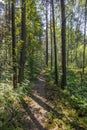 Footpath in Woods Sunny Trees Summer Landscape Trail in Forest Background Green Leaves and Branches Backdrop Royalty Free Stock Photo