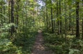 Footpath in Woods Sunny Trees Summer Landscape Trail in Forest Background Green Leaves and Branches Backdrop