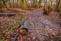 Footpath through the woods Royalty Free Stock Photo