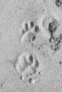 Footprint of the Amur tiger Royalty Free Stock Photo