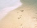 Footprint and animal prints in beach sand Royalty Free Stock Photo