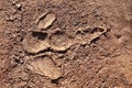 Footprint of Australian Emu Royalty Free Stock Photo