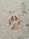 Footprint on the beach, close up of animal footprint on the sand, dog footprint. Royalty Free Stock Photo