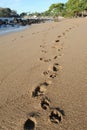 Footprint on the beach of Los Cobanos Royalty Free Stock Photo