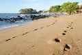 Footprint on the beach of Los Cobanos Royalty Free Stock Photo