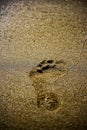 footprint on beach sand. passage, trace of man Royalty Free Stock Photo