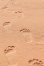Footprint on the beach on a sunny day