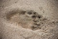 The footprint of a bear on the coast of Okhotsk Sea, Kunashir Island, Russia