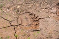 Footprint of a bears paw on the ground after rain. bears trail in a dried-up puddle
