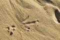 Footprint bird