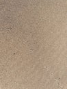 Footprint of a birds foot on a sand dune Royalty Free Stock Photo