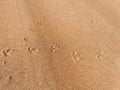 Footprint of a birds foot on a sand dune Royalty Free Stock Photo