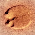 Footprint of a camel in the sand of the Sahara in Sudan Royalty Free Stock Photo