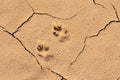 Wild animal footprint on desert ground Royalty Free Stock Photo