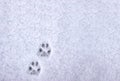 Footprint of a cat or dog paws on the snow. Care for pets in the winter, in cold weather