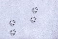 Footprint of a cat or dog paws on the snow. Care for pets in the winter, in cold weather