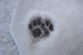 Footprint cat on the snow front foot. Animals footprints. animal track