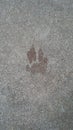 Footprint of a critter