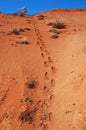 Footprint in desert Royalty Free Stock Photo