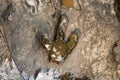 Footprint of dinosaur Carnotaurus on ground near stream at Phu Faek national forest park , Kalasin ,Thailand . Water logged on Royalty Free Stock Photo