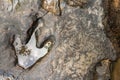 Footprint of dinosaur Carnotaurus on ground near stream at Phu Faek national forest park , Kalasin ,Thailand . Water logged on Royalty Free Stock Photo