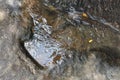 Footprint of dinosaur Carnotaurus on ground near stream at Phu Faek national forest park , Kalasin ,Thailand . Water logged on Royalty Free Stock Photo