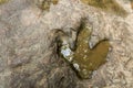 Footprint of dinosaur Carnotaurus on ground near stream at Phu Faek national forest park , Kalasin , Thailand . Water logged on