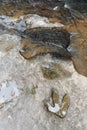 Footprint of dinosaur Carnotaurus on ground near stream at Phu Faek national forest park , Kalasin ,Thailand . Water logged on Royalty Free Stock Photo