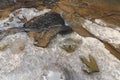 Footprint of dinosaur Carnotaurus on ground near stream at Phu Faek national forest park , Kalasin ,Thailand . Water logged on Royalty Free Stock Photo