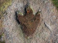 The footprint of dinosaur on a rock