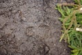 Footprint in the dirt. Brown road dirt with footprints. Background photo texture. Foot mark on the jungle trail. shoeprints in the