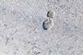 footprint snow