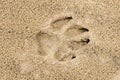 Footprint of a dog in the sand Royalty Free Stock Photo