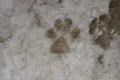 Footprint dog on the snow. The front foot of the canine. Animals footprints Royalty Free Stock Photo