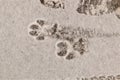 Footprint dog on the snow. The front foot of the canine. Animals footprints