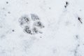 Footprint of a dog in the snow. Royalty Free Stock Photo