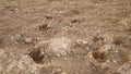 Footprint dog on the soil land Dog footprint on the earth animal track, Tracks  Dog foot prints on mud.Local dogs foot prints on e Royalty Free Stock Photo