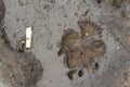 Footprint of dog or wolf on wet dirt. Next to the imprint lies t