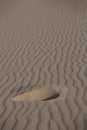 A footprint on the fine sand of DoÃÂ±ana