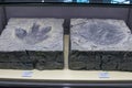 the footprint fossil of dinosaur in Seodaemun Museum of Natural History