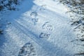 Footprint in the fresh snow. Texture of snow surface. Magic winter time Royalty Free Stock Photo