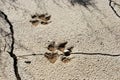 Footprint on Gobi