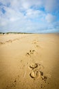 The footprint of a horse