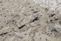 Footprint or imprint shoe in the mud.Mud texture or wet brown soil as natural organic clay and geological sediment mixture as in r Royalty Free Stock Photo