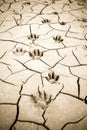 Footprint left on a muddy sand by a dog paw