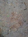 Footprint of lion