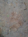 Footprint of lion Royalty Free Stock Photo